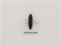 藏品(叩頭蟲科)的圖片